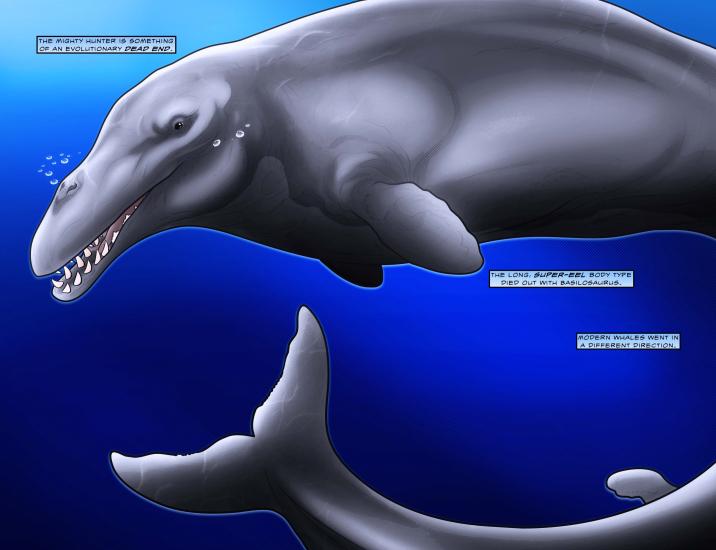  Fifty Million Years of Whales 1