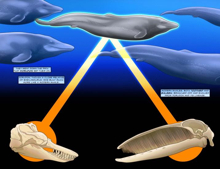  Fifty Million Years of Whales 2