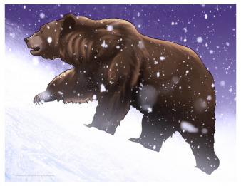 Grizzly Bear Art  Print