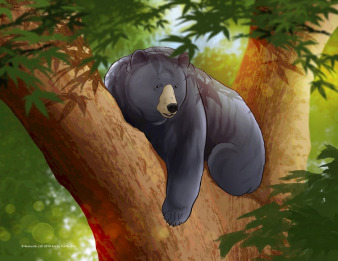 Black Bear Art  Print