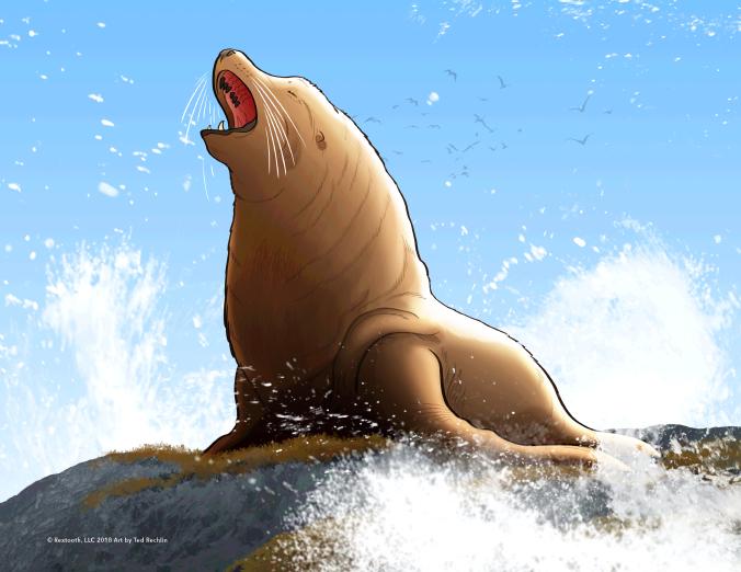 Sea Lion Art Print