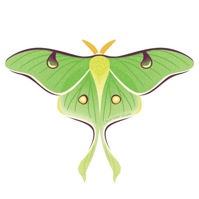 Luna Moth