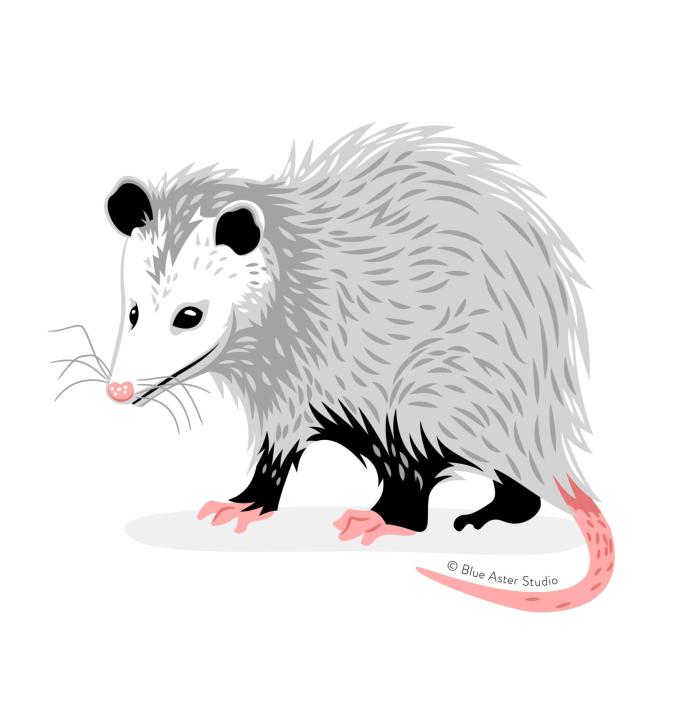 Opossum