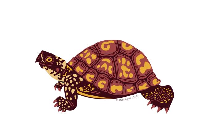 Box Turtle