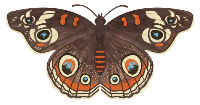 Buckeye Butterfly