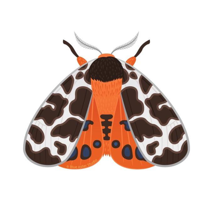 Garden Tiger Moth