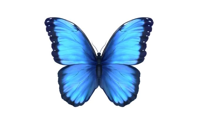 Blue Morpho Butterfly