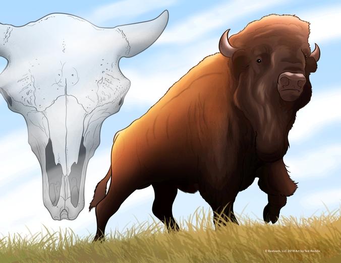 Bison with Skull