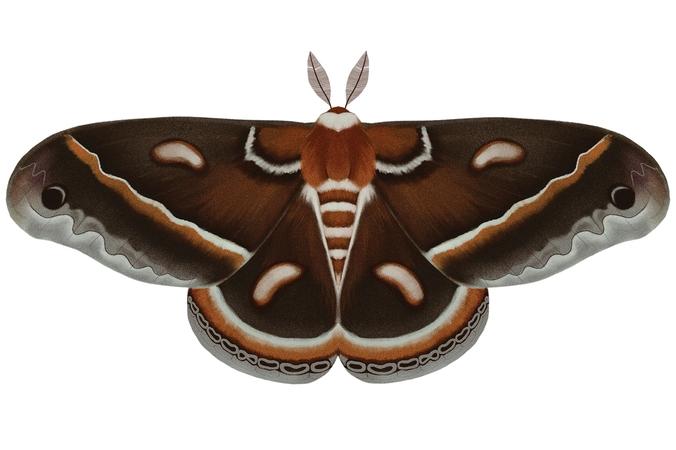 Cecropia Moth