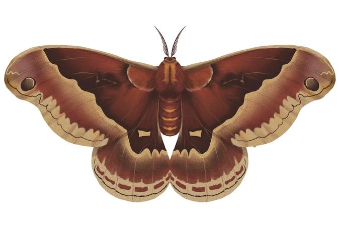 Callosamia promethea Moth