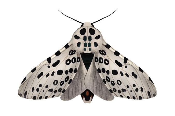 Leopard Moth