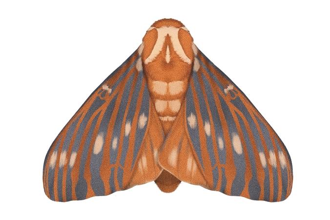 Regal Moth