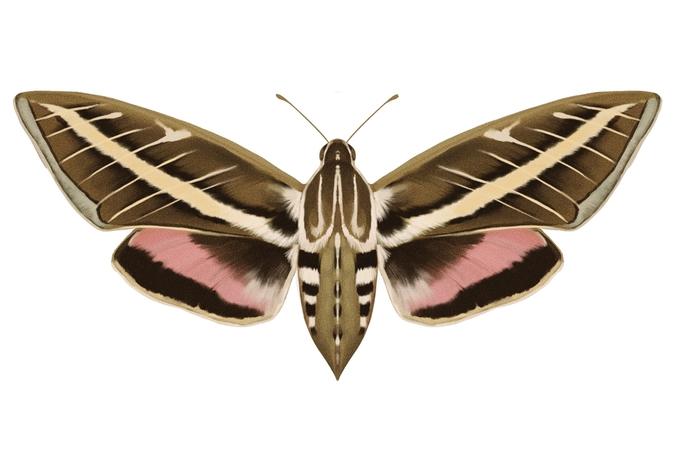 Sphinx Moth