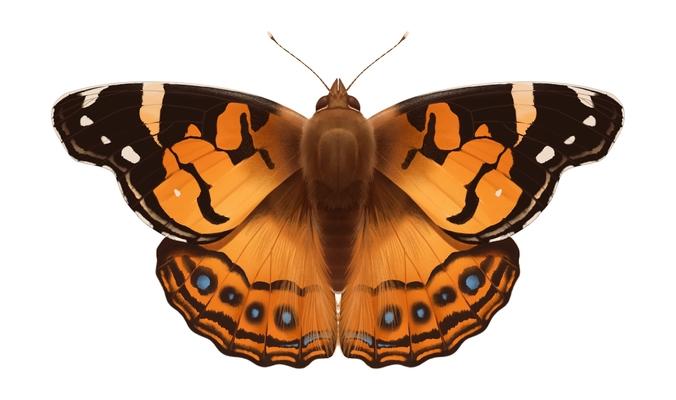 American Lady Butterfly