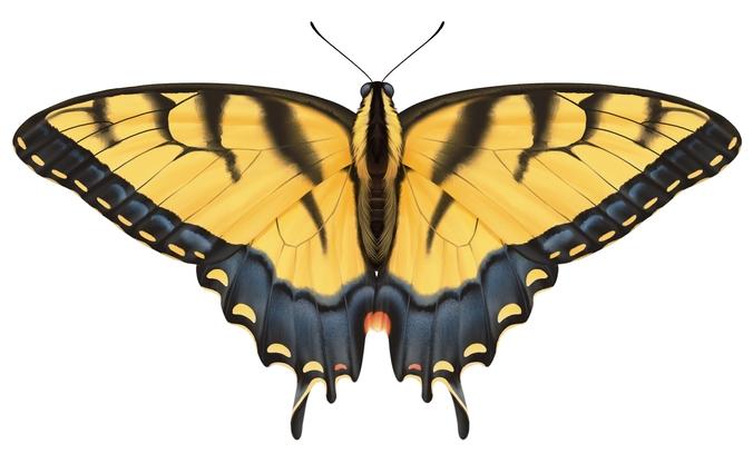 Tiger Swallowtail Butterfly