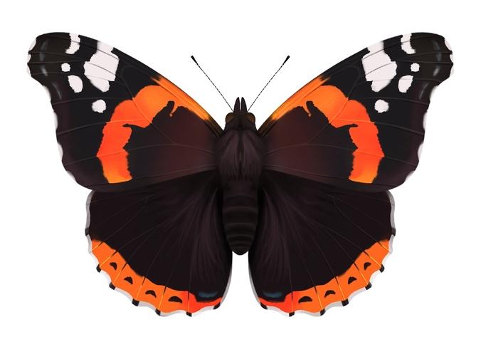 Red Admiral Butterfly Wood Key Ring