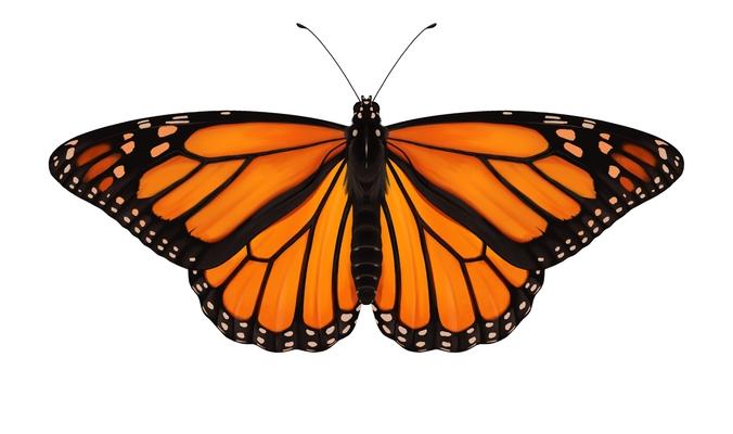 Monarch Butterfly Wood Magnet