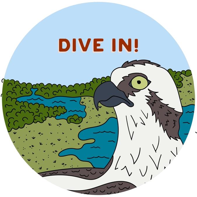 Dive In! Osprey